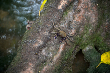 A small crab clings to a mossy tree branch near a stream. Water droplets are visible in the background.