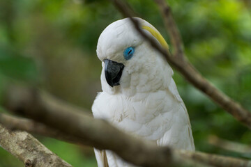 A white cockatoo with blue eyes perched on a branch in a lush green forest. © JX