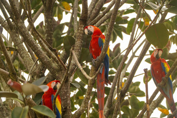 Three scarlet macaws perched in a tree branch against a bright sky. Vibrant colors and natural setting.