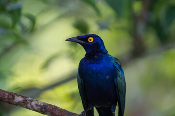 A vibrant, iridescent blue starling bird perched on a branch in a lush, green forest. It has a striking yellow eye.