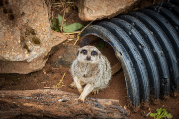 Curious Meerkat staring at the camera, recently appearing from black pipe sitting on red soil.