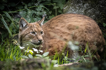 Majestic and cute Carpathian Lynx laying down amongst leaves and grass looking to the right, bushes and rocks behind.
