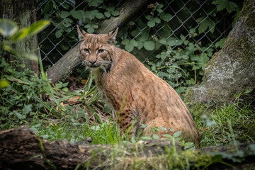 Majestic and cute Carpathian Lynx sitting on the grass looking towards the middle , bushes and rocks behind.