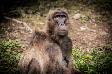 Gelada Baboon upright tall and proud, hair standing as recently groomed. Grass and mud in background.