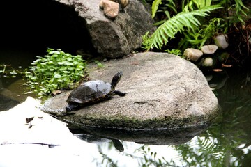 Freshwater Turtle Resting on Rock by Pond in Natural Green Habitat