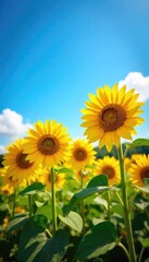 Obraz premium Vibrant sunflowers stretch towards a vast, clear blue sky, bathed in golden sunlight A breathtaking summer scene, full of warmth and nature's beauty , outdoor, sky
