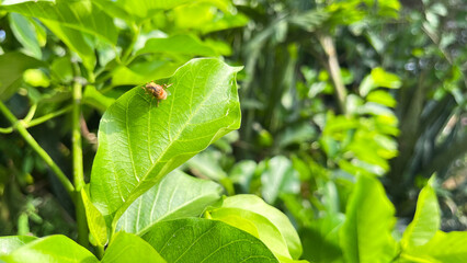 Fruit fly perched on a green leaf