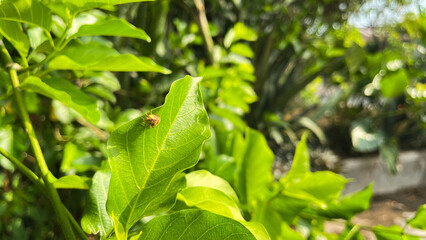 Fruit fly perched on a green leaf