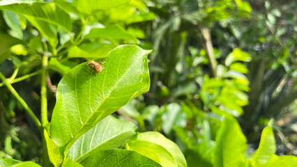 Fruit fly perched on a green leaf