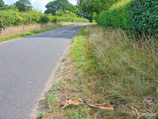 Remains of a rotting deer carcass lying dead by a country road on grass verge, road kill,