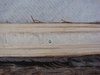 Sliced dried root of Eleutherococcus senticosus (Gasioagapi), widely used in Korean traditional...