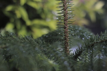 Droplets of water on the small tree branch