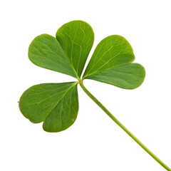 A whole single clover sprout isolated on a transparent background