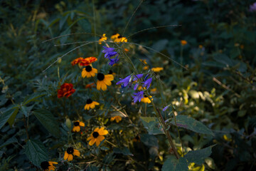 violet and yellow flowers in garden