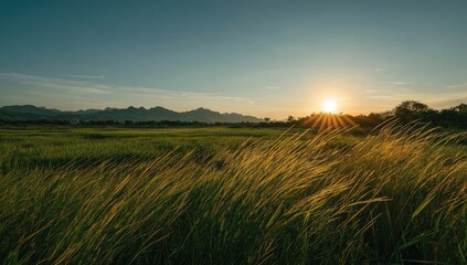 Obraz premium Golden sunset over a grassy field