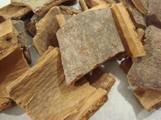 Cinnamomum cassia (Gye-pi) is a traditional Korean herb known for aiding digestion, reducing inflammation, and supporting metabolic health. Photographed in Korea.