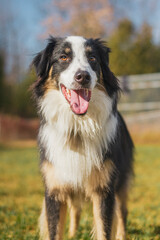 Smiling Boarder Collie looking at the camera.