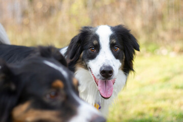 Smiling dog looking at the camera.