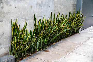 Eine Reihe von Sansevieria Pflanzen entlang einer Betonwand in Lima, Peru