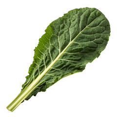 A whole single dinosaur kale leaf isolated on a transparent background