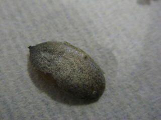 Dried Trichosanthes kirilowii Maxim (Gwa-ru-in) is used in Korean herbal practices to calm coughs, reduce inflammation, and aid heat-clearing. Photographed in Korea.