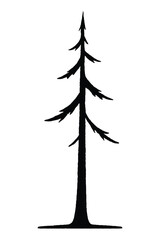 Silhouette of a slender pine tree with layered branches on a white background evergreen