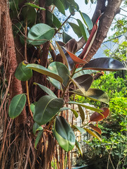 Ficus elastica also known as rubber fig, rubber bush, rubber tree in nature. Blooming Ficus elastica flower or Indian rubber tree. Natural Leaf Texture Background. Ficus Lyrata and Ficus Elastica
