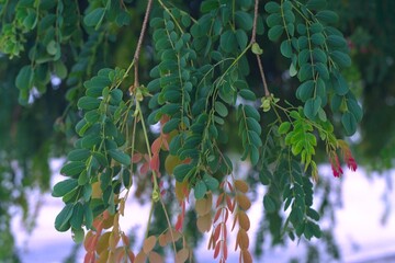 Lysiloma sabicu - Sabicu, Cuban Tamarind Foliage
