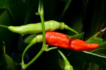 red hot chili pepper