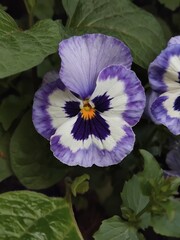 Veilchen im Garten in Nahaufnahme