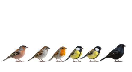 Seven vibrant European birds (Chaffinch, Sparrow, Robin, Great Tit, Goldfinch, Coal Tit, Blackbird) aligned on a transparent studio background with soft high-key lighting. Concept of diversity,