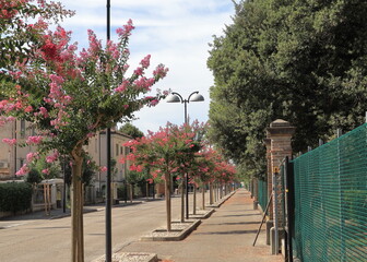 Street in Italy with lagerstroemia trees
