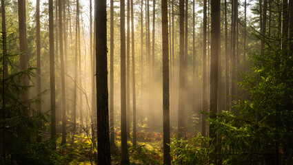 Obraz premium Misty Dawn in a Pine Forest: Golden Sunlight Beams Through Tall Trees, Serene and Peaceful Atmosphere.