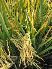 The image shows a close-up of a rice paddy field. The focus is on several clusters of rice grains, which are yellow and look ready for harvest, surrounded by the green and yellowing leaves of the rice