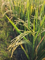The image shows a close-up of a rice paddy field. The focus is on several clusters of rice grains, which are yellow and look ready for harvest, surrounded by the green and yellowing leaves of the rice