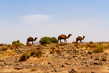 Camels, Dromedaries (Camelus dromedarius )  in the stony desert.  Morocco, Africa