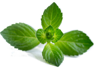 Fresh mint leaves on a white background