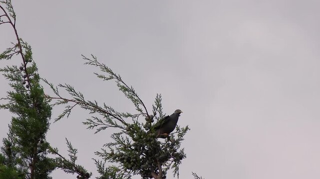 A turtle dove on top of a cypress tree agitated by a very strong wind, in a forest in the eastern Andean mountains of central Colombia, near the town of Villa de Leyva.