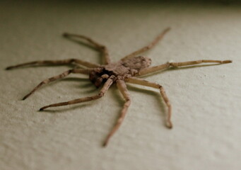 spider on a white background