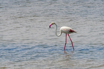 Greater Flamingos in Monastir Salt Flats, Tunisia