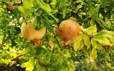 The pomegranates, basking in the summer sun, ripen on the branch, ready to burst with flavor
