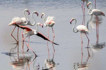 Greater Flamingos in Monastir Salt Flats, Tunisia