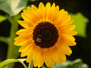 Hummel an Sonnenblume
