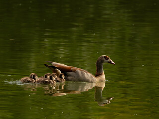 Nilgans mit Küken