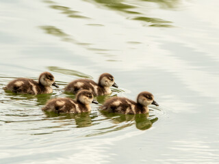 Schwimmende Entenk&uuml;ken