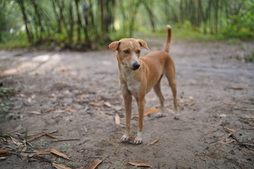 golden retriever dog,dog in the forest image,golden dog image