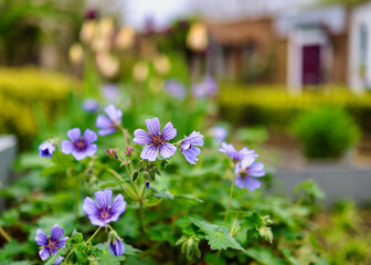 purple flowers in the garden