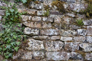 Old stone wall covered with ivy and moss growth