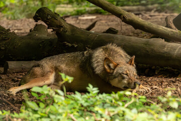 Schlafender Wolf