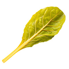 A whole single yellow chard leaf isolated on a transparent background